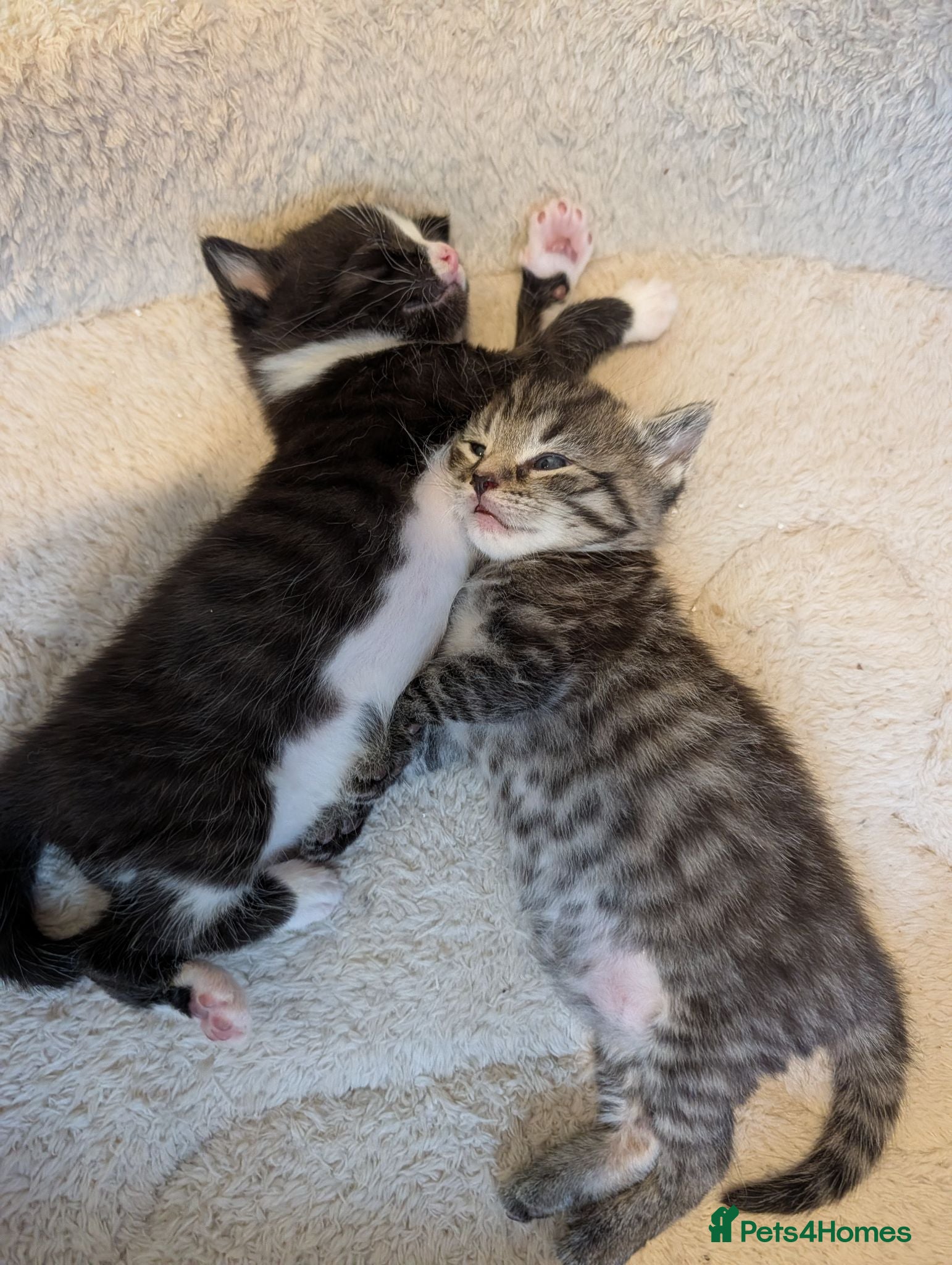 Mixed Breed cats Maine Coon x British Shorthair - Advert 4