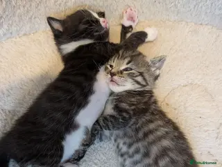 Mixed Breed cats Maine Coon x British Shorthair - Advert 6
