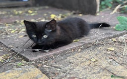 Mixed Breed cats for sale: 2 lovely kittens ready now  - Image 2