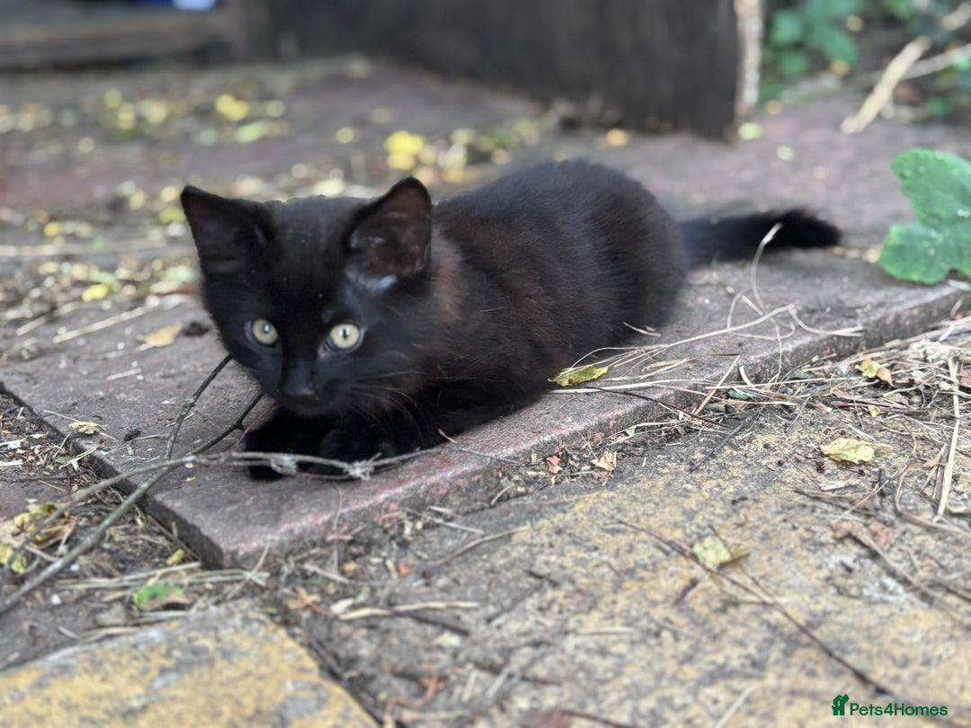 Mixed Breed cats for sale: 2 lovely kittens ready now  - Image 2
