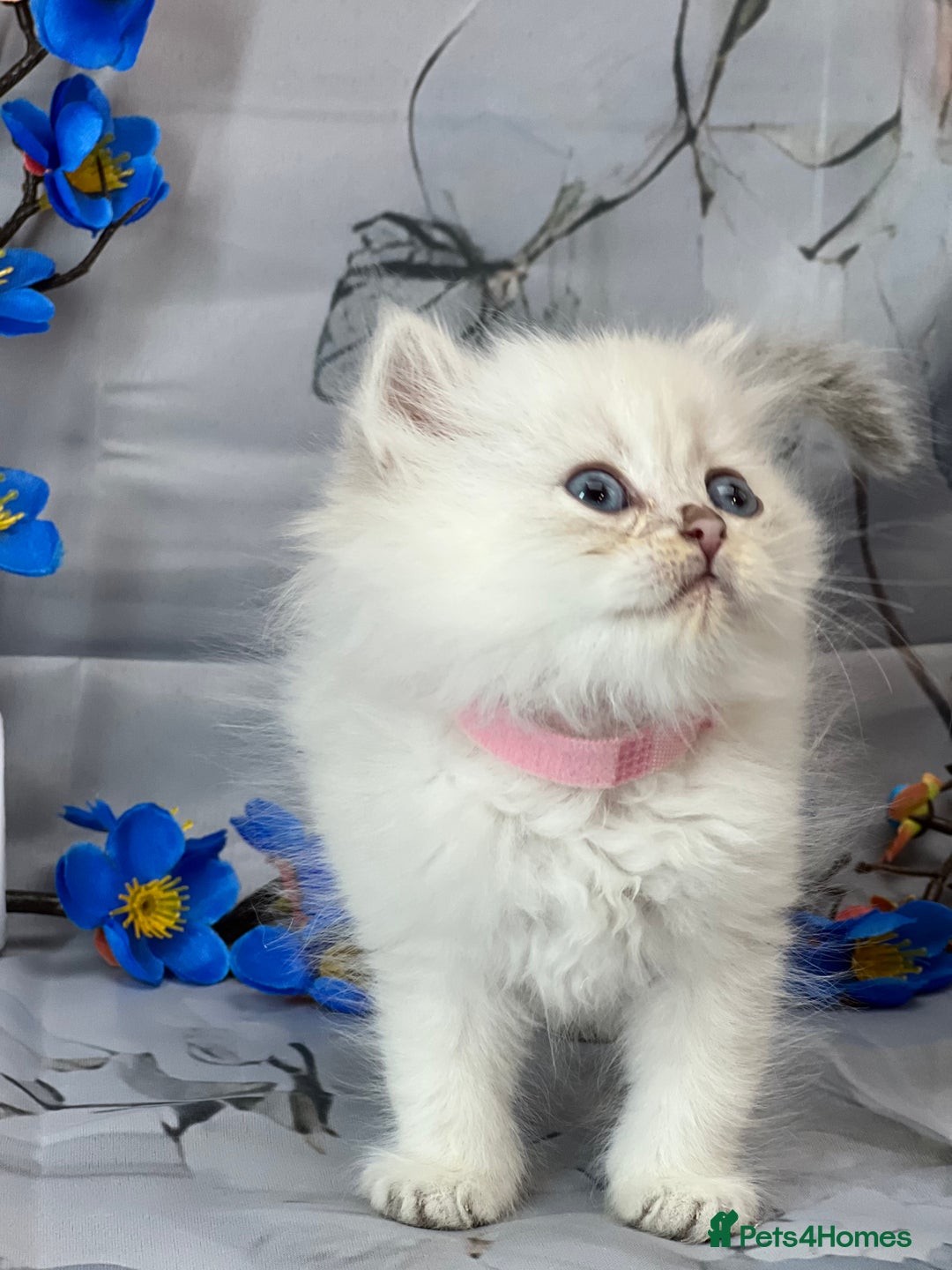 British Shorthair cats for sale: STUNNING TICA BRITISH SHORTHAIR/LONGHAIR KITTENS - Image 11