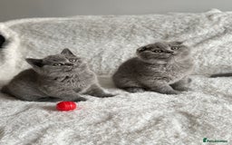 Scottish Fold cats for sale: Scottish fold and straight kittens  - Image 6