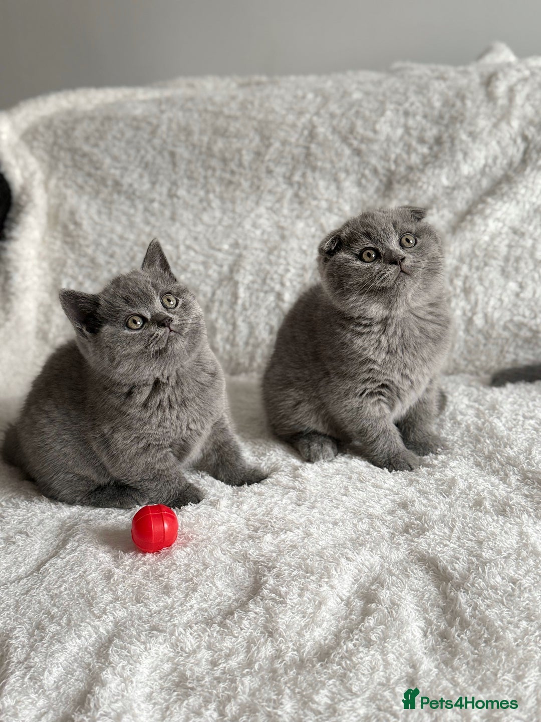 Scottish Fold cats for sale: Scottish fold and straight kittens  - Image 6