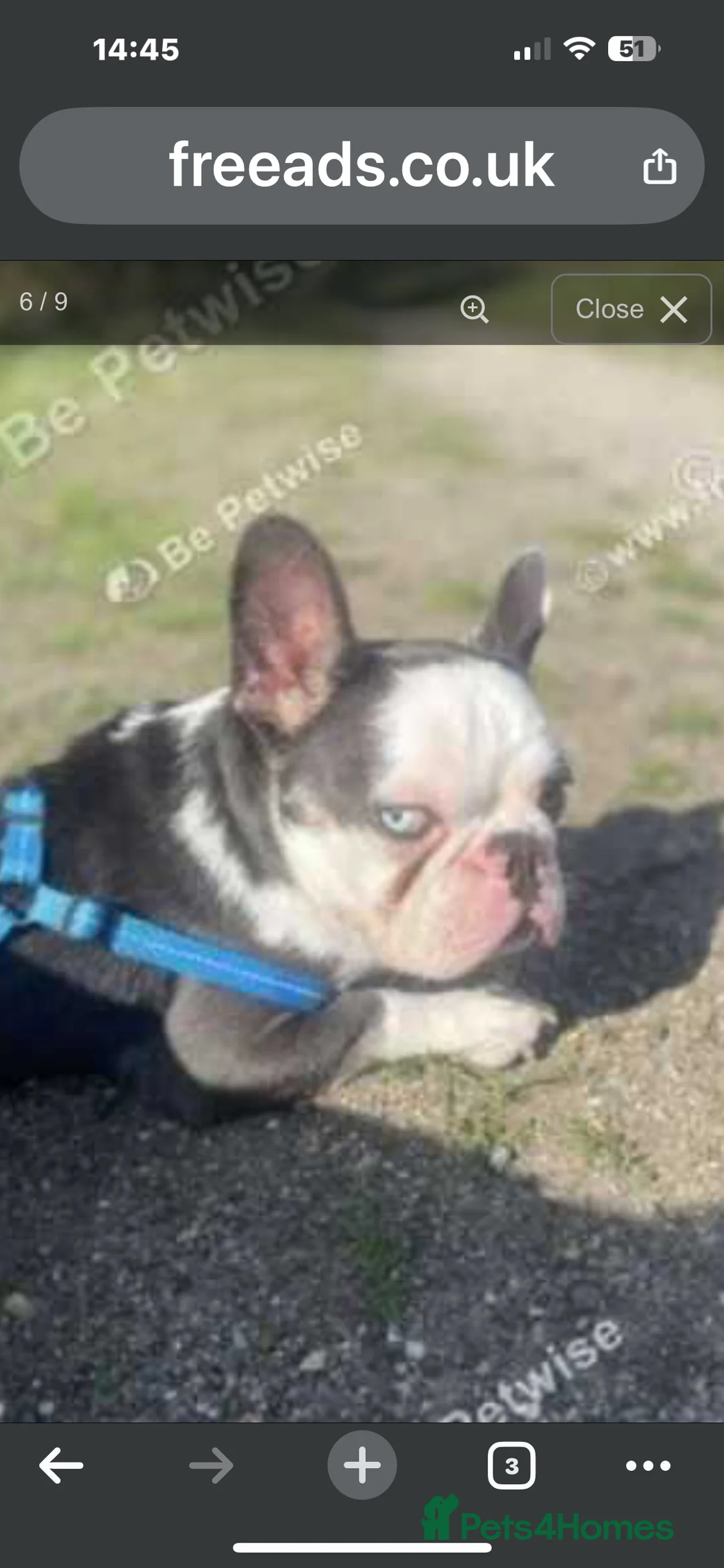 French Bulldog dogs for sale: RARE MINI FRENCH BULLDOG BLUE EYES  - Advert 3