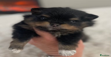 Pomeranian dogs - Advert 1