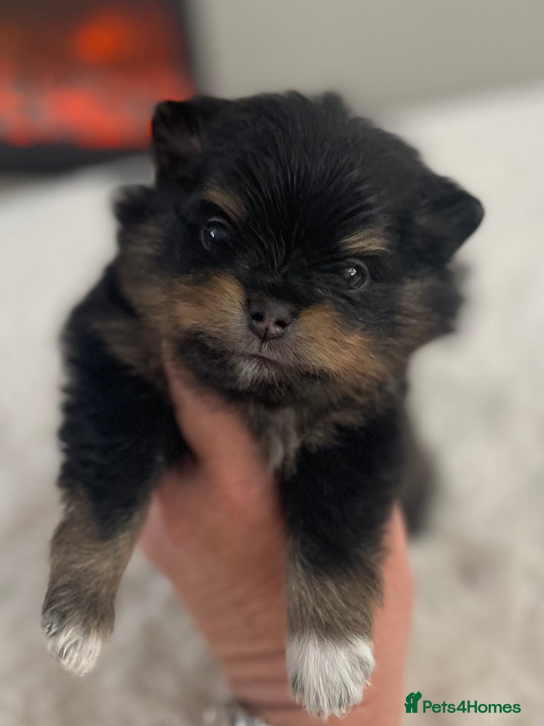 Pomeranian dogs for sale: Pomeranian puppy’s Blk&Tan Choc&Tan 🖤🧡🤎 - Image 3