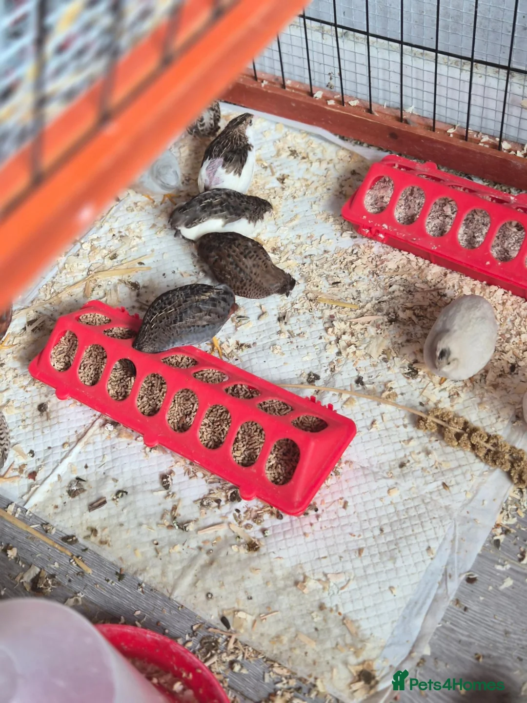 Quail poultry for sale: Button quail hatching eggs for sale  - Advert 2