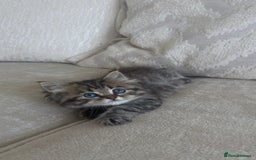 Persian cats for sale: Beautiful persian chinchilla kittens  - Image 14
