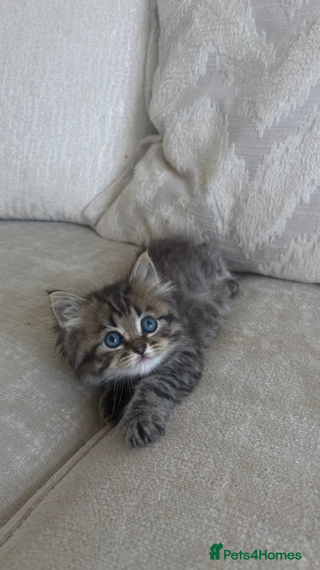 Persian cats for sale: Beautiful persian chinchilla kittens  - Image 14