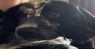 Sprocker dogs - Advert 14