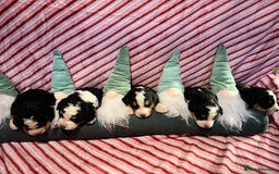Bernedoodle dogs for sale: Tri Bernedoodle boys and girls  - Advert 8