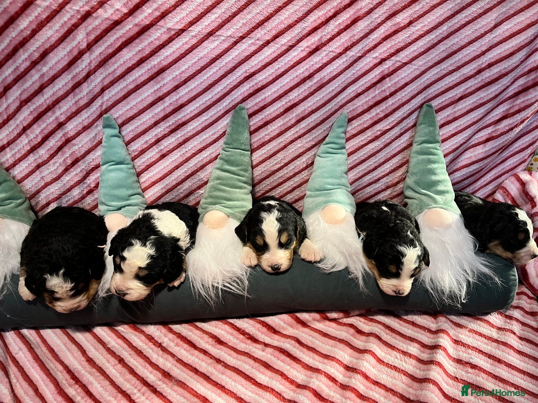 Bernedoodle dogs for sale: Tri Bernedoodle boys and girls  - Advert 8
