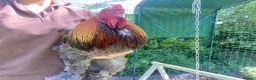 Chickens poultry for sale: Chunky Brahma cockerel needs new home - Advert 6