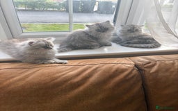 Persian cats for sale: Purrrfect Persians 😻😻😻 - Image 20