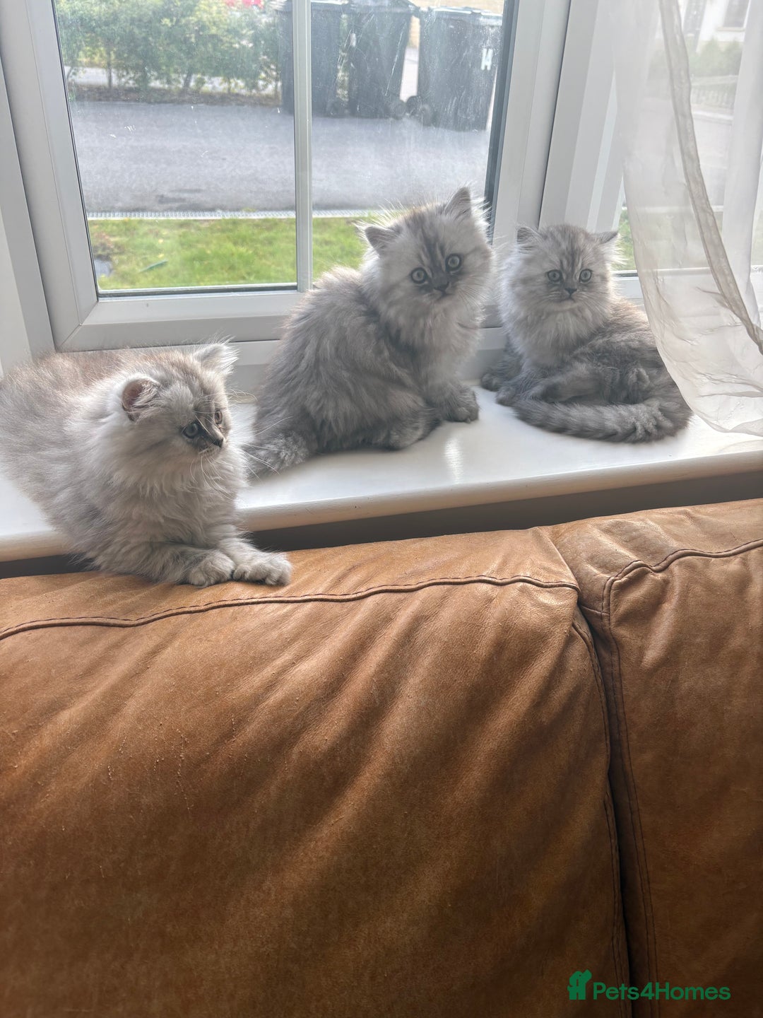 Persian cats for sale: Purrrfect Persians 😻😻😻 - Image 20