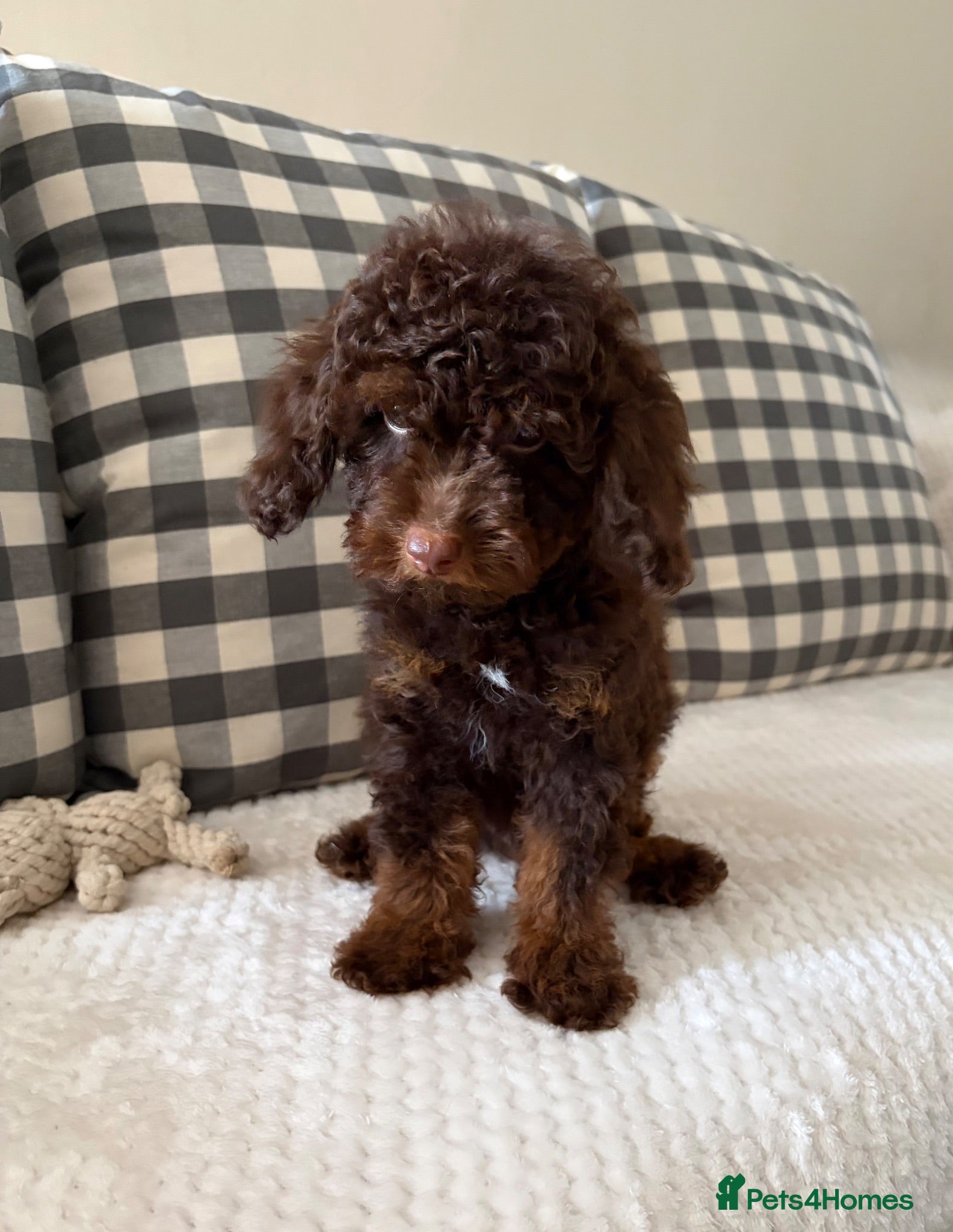 Toy Poodle dogs  Toy poodle puppies chocolate phantom boy - Advert 2