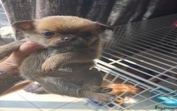 Mixed Breed dogs for sale: 6 beautiful puppies for sale, 3 female and 3 male - Image 28