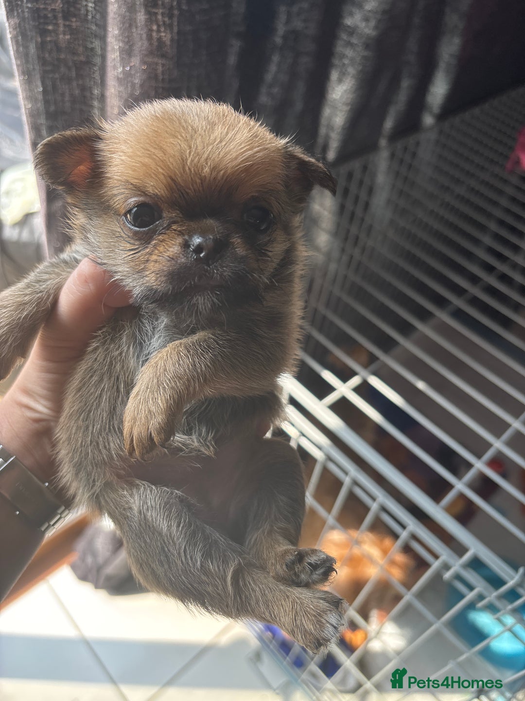 Mixed Breed dogs for sale: 6 beautiful puppies for sale, 3 female and 3 male - Image 28