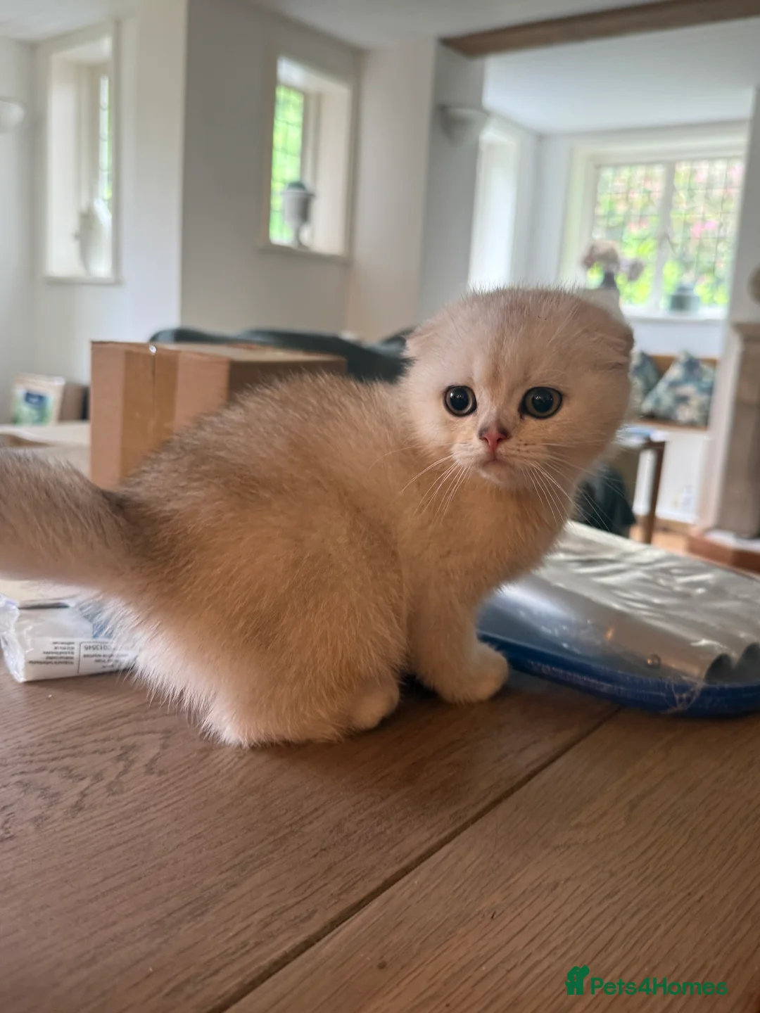 Scottish Fold cats for sale: ‼️READY TO RESERVE beautiful Scottish fold kittens - Advert 2