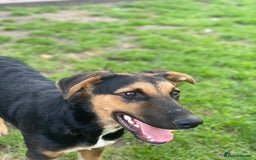 Mixed Breed dogs for adoption: 💙🐶 BRUNO 🐶💙 - Image 8