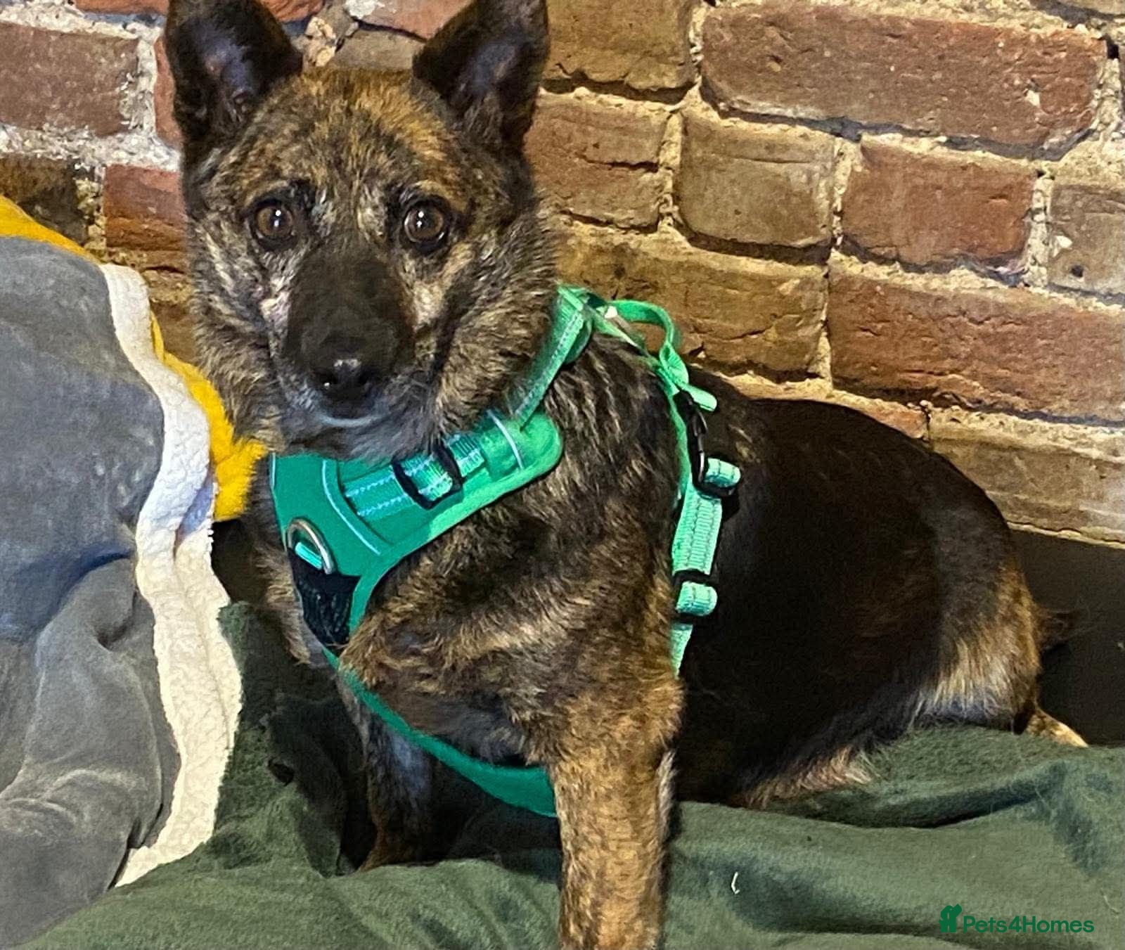 Mixed Breed dogs Could Charlotte be your perfect little companion? - Advert 2