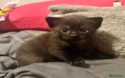 Domestic Shorthair cats for sale: 2 Female Kittens  - Image 2