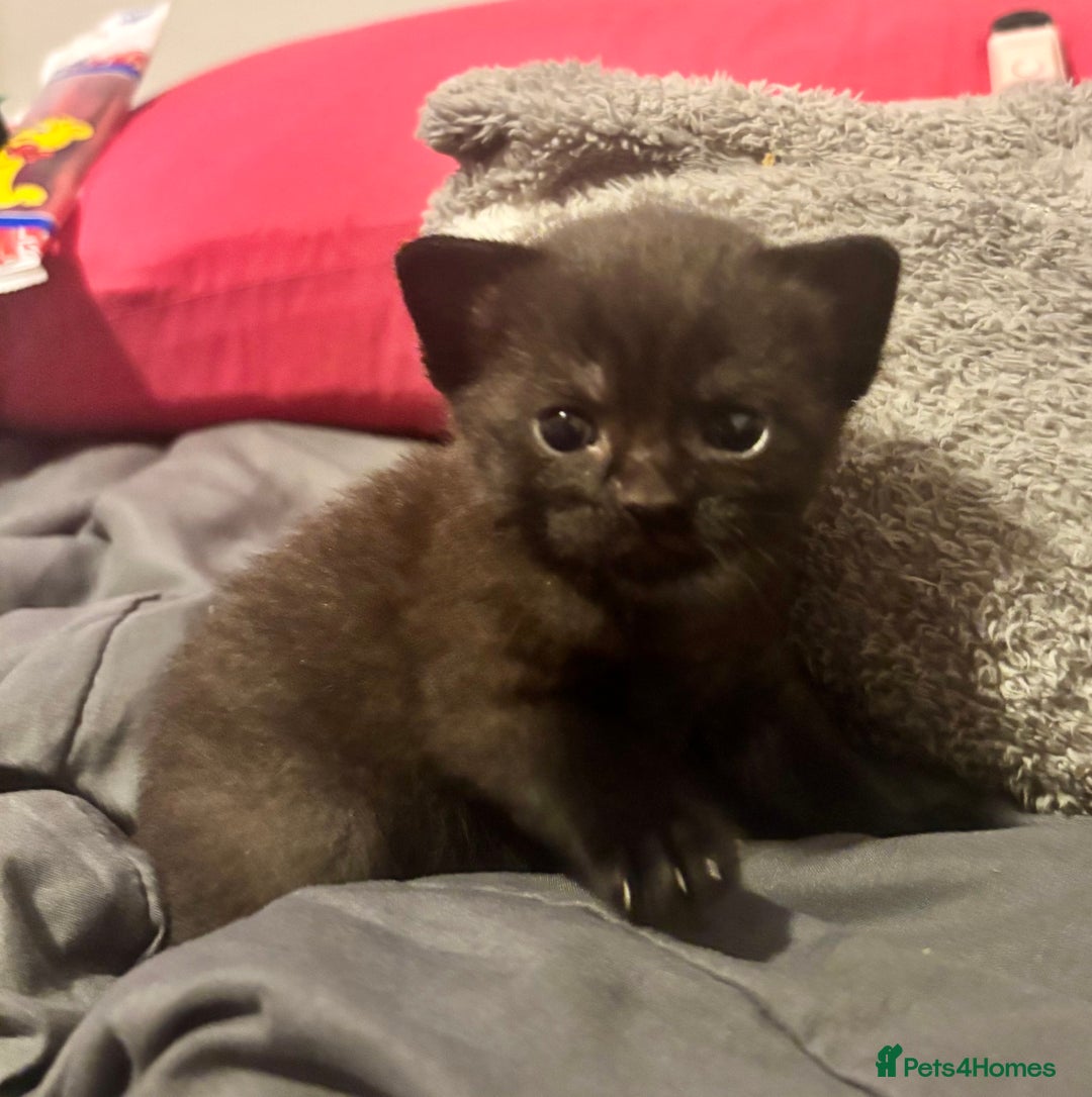Domestic Shorthair cats for sale: 2 Female Kittens  - Image 2