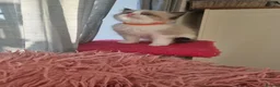 Ragdoll cats for sale: Bicolour ragdoll kittens  - Advert 11