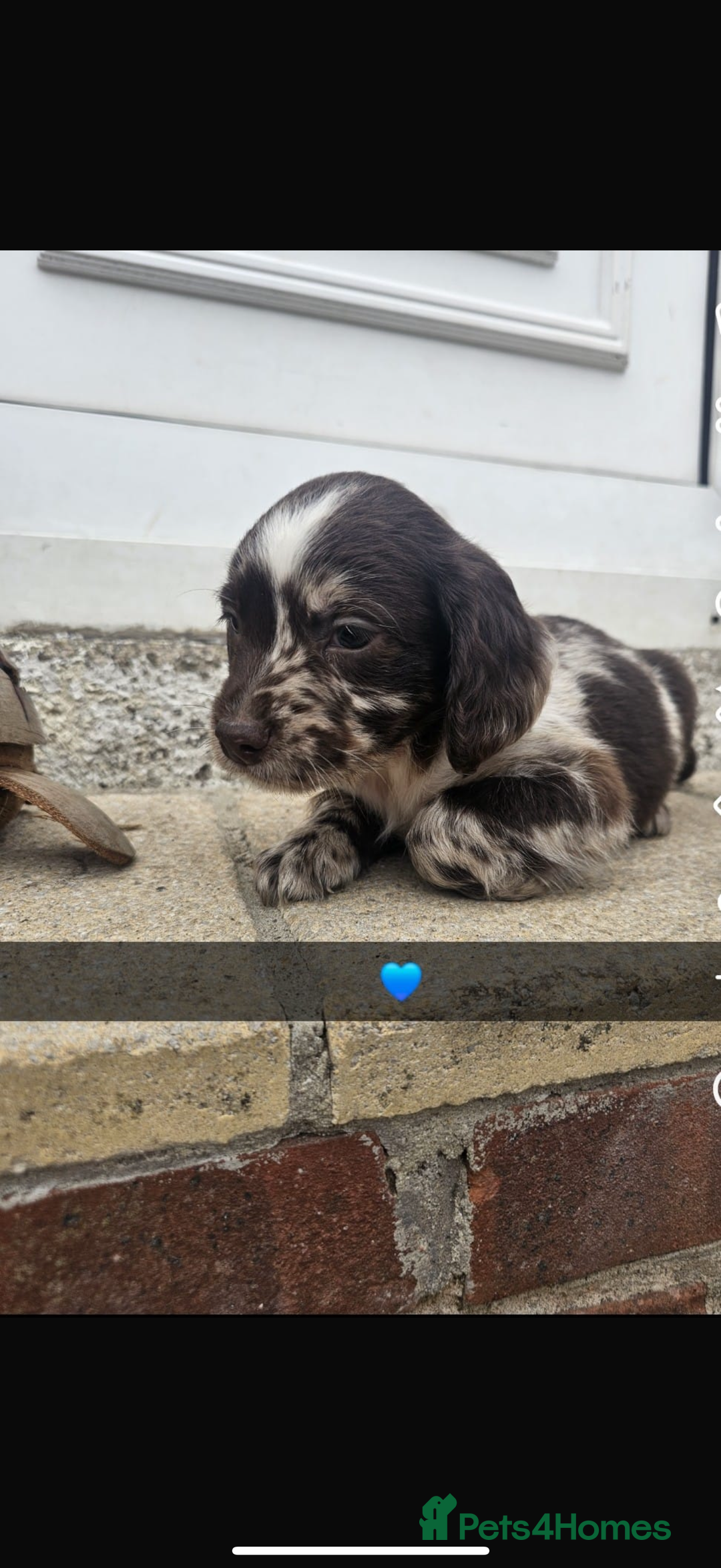 Cocker Spaniel dogs for sale: Gorgeous cocker spaniel puppies ready for new home - Image 7