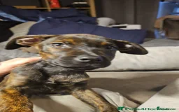 Mixed Breed dogs for sale: Rottweiler x Staffordshire bull terrior - Image 2