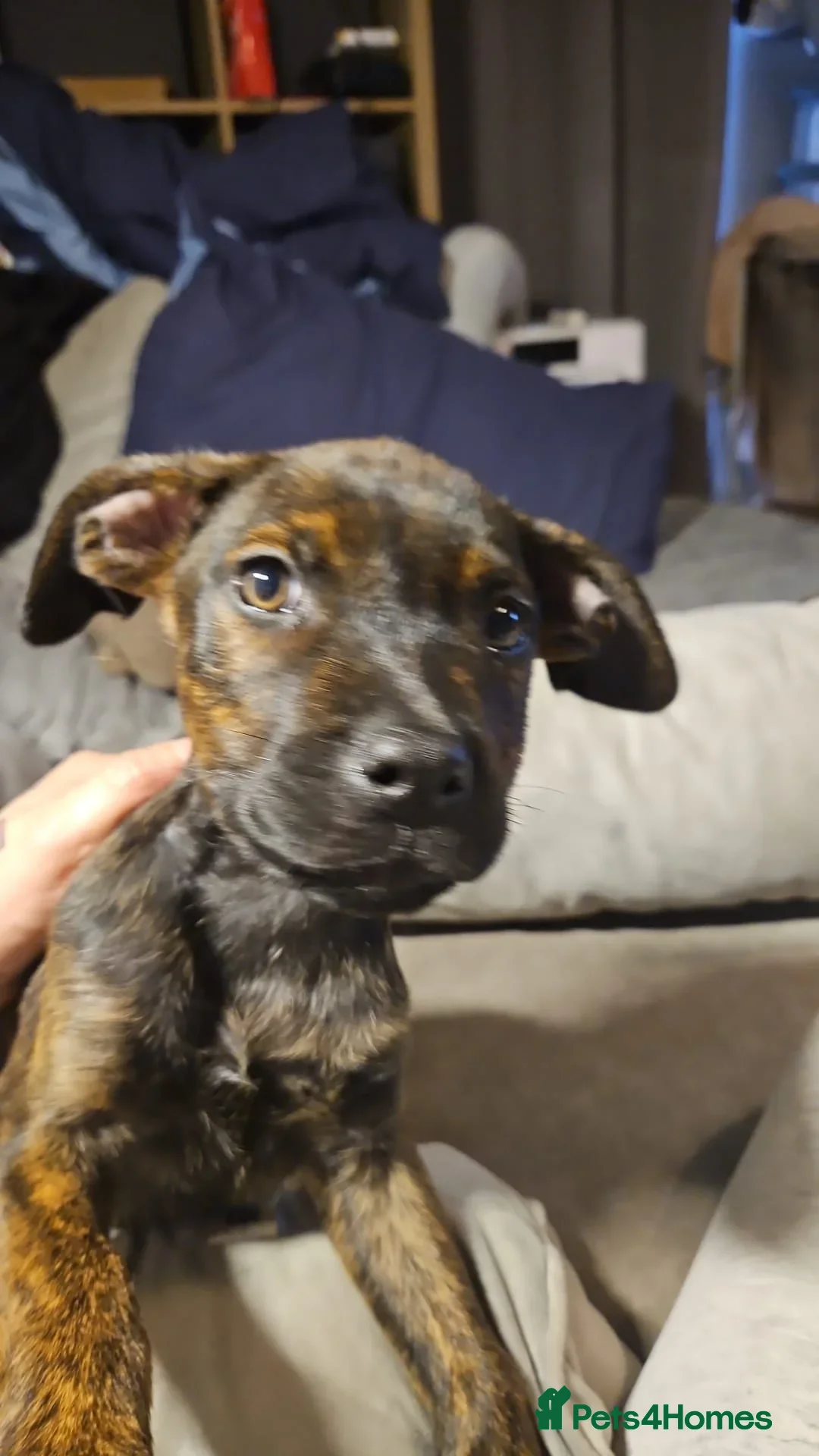 Mixed Breed dogs for sale: Rottweiler x Staffordshire bull terrior - Image 2