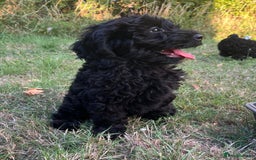 Cockapoo dogs for sale: Cockapoo Puppies - Advert 12