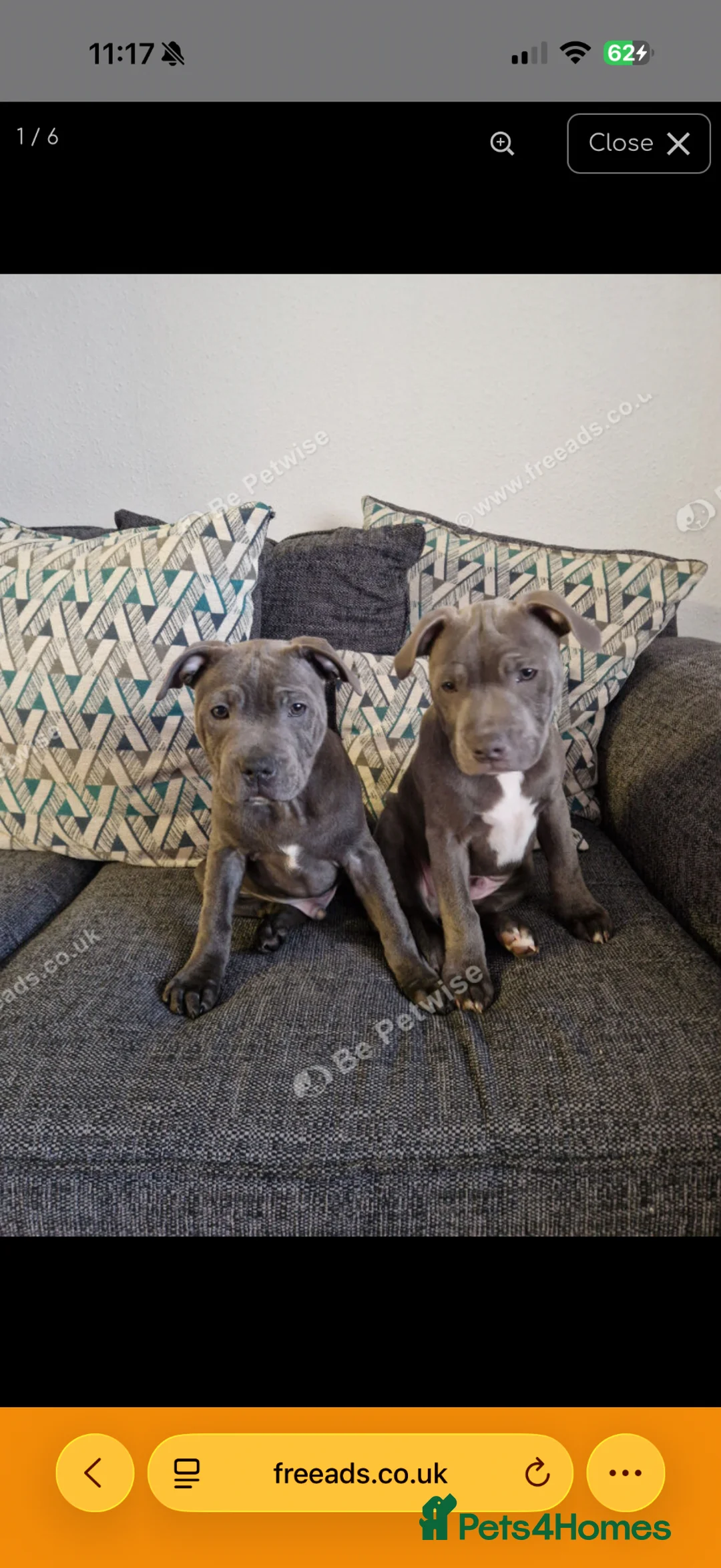 Staffordshire Bull Terrier dogs for sale: 2 16 month old staffys for sale  - Advert 5