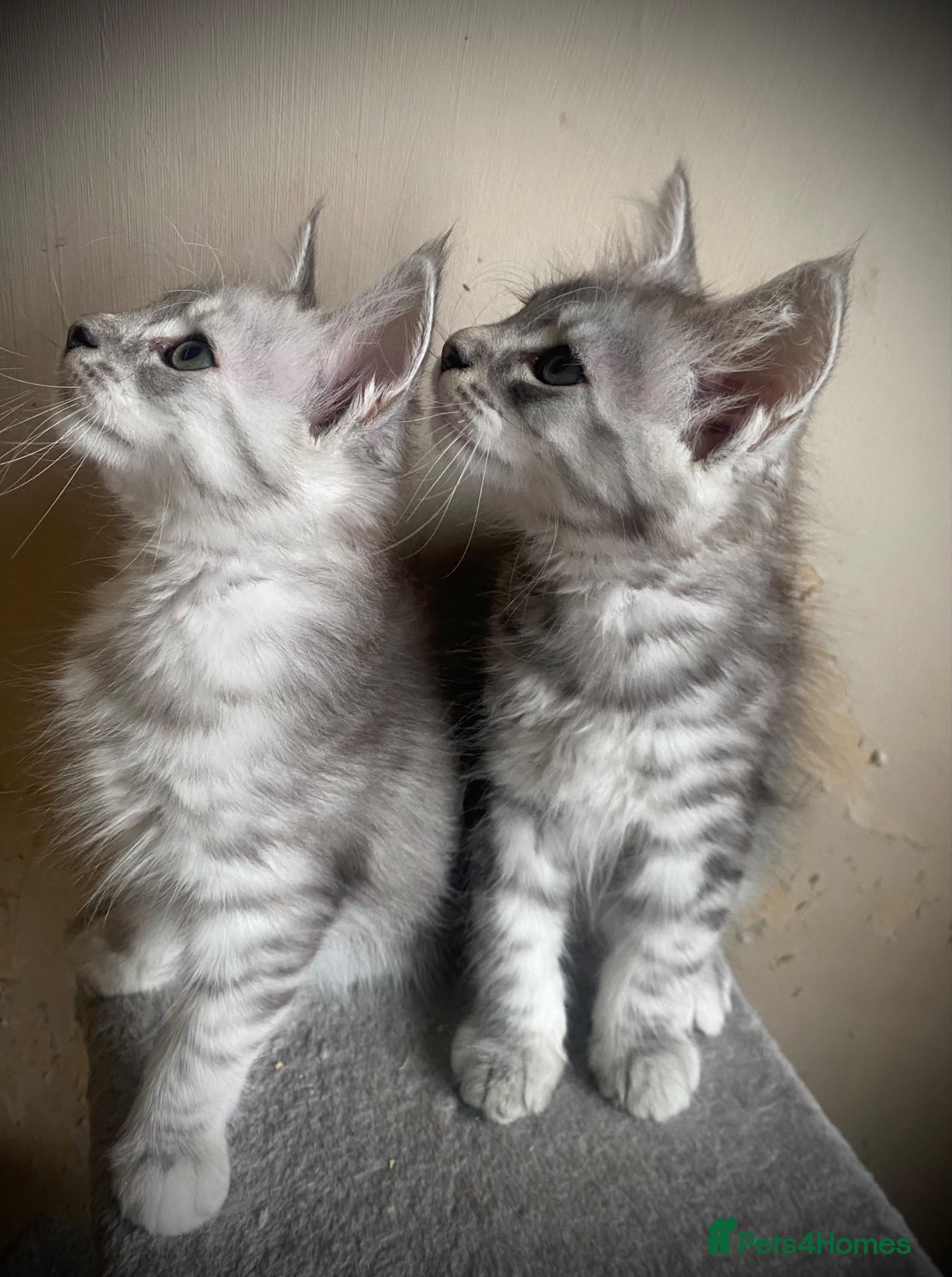 Maine Coon cats Silver tabby Full Maine Coon Kittens  - Advert 2