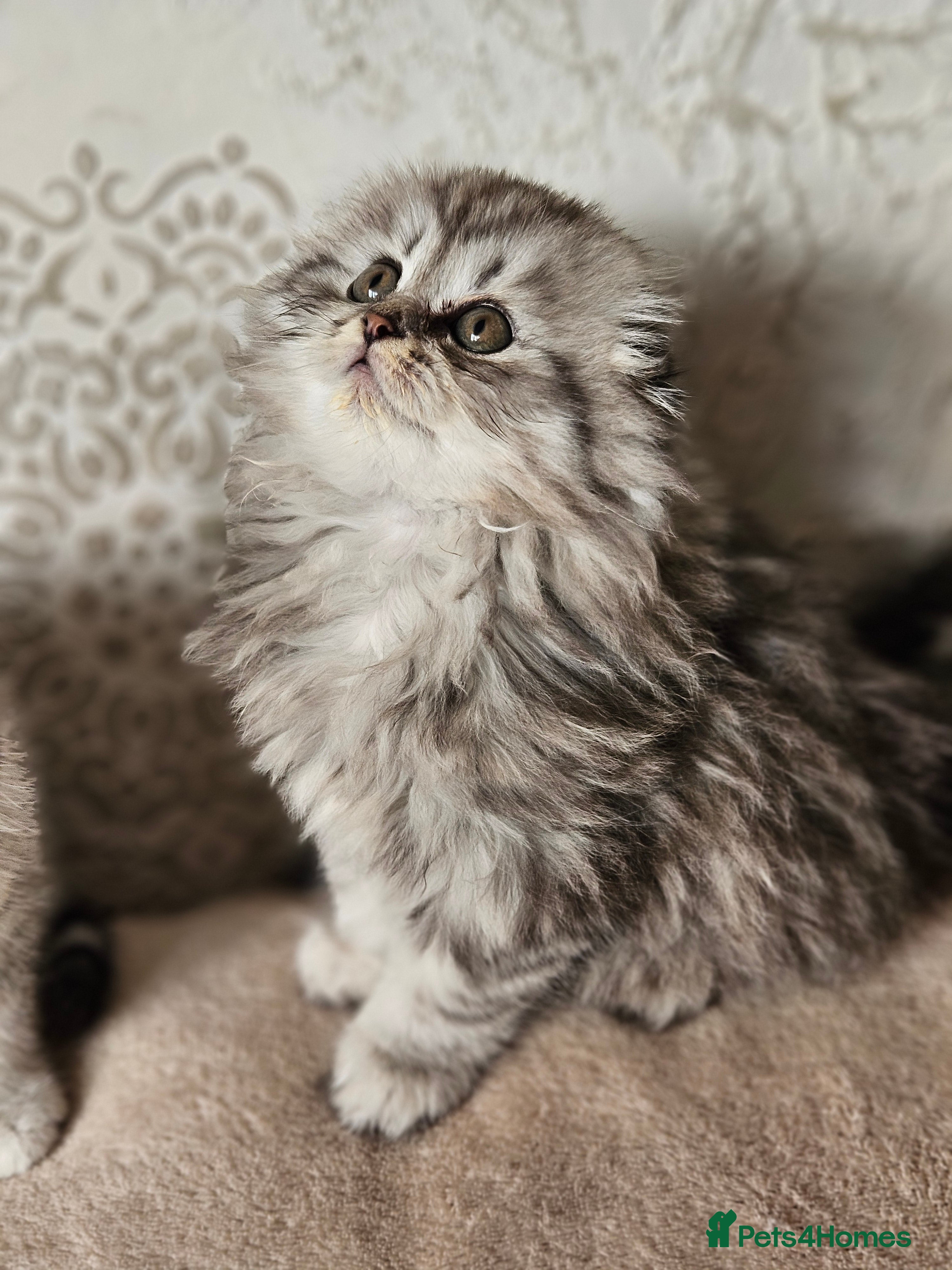 Scottish Fold cats Scotish fold beautiful kittens 😸  - Advert 6
