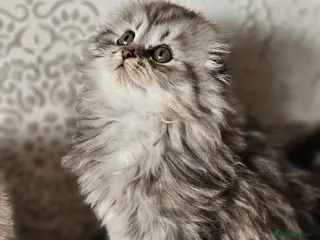 Scottish Fold cats Scotish fold beautiful kittens 😸 - Advert 5