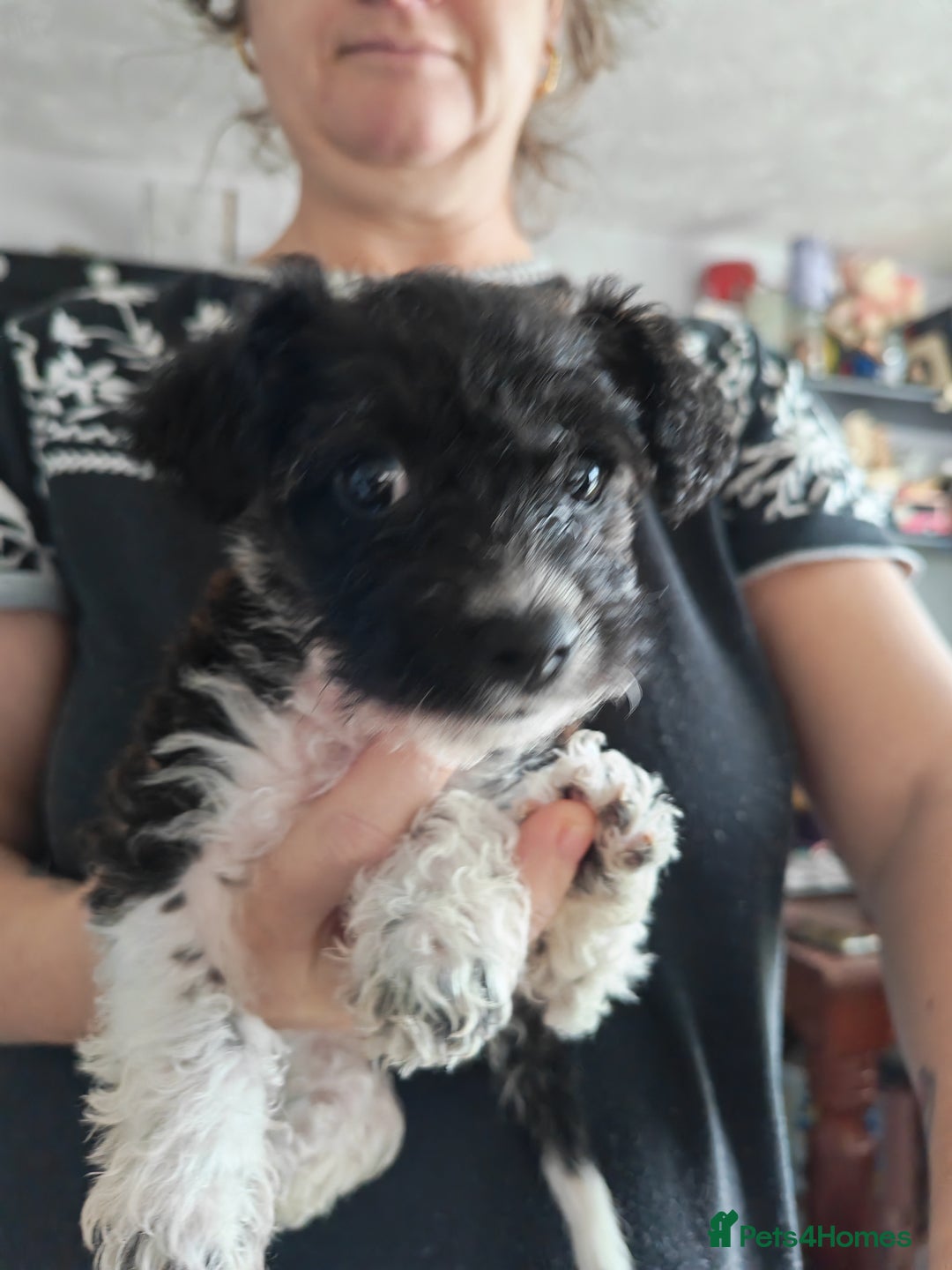 Mixed Breed dogs for sale: Beautiful Jackapoo puppies - Advert 19