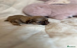 Shih Tzu dogs for sale: Beautiful shihtzu puppies - Image 17