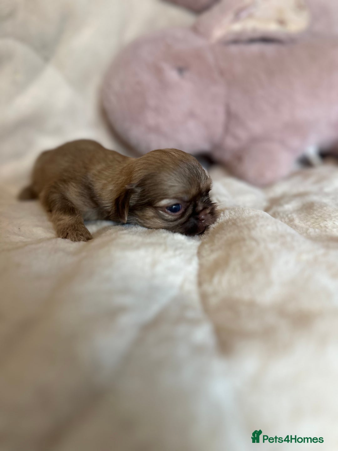 Shih Tzu dogs for sale: Beautiful shihtzu puppies - Image 17