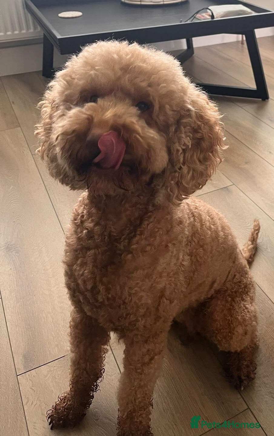 Mixed Breed dogs for sale: DOUBLE DOODLE GOLDEN AUSTRALIAN LABRADOODLE - Advert 7