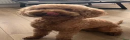 Mixed Breed dogs for sale: DOUBLE DOODLE GOLDEN AUSTRALIAN LABRADOODLE in Glasgow - Advert 2