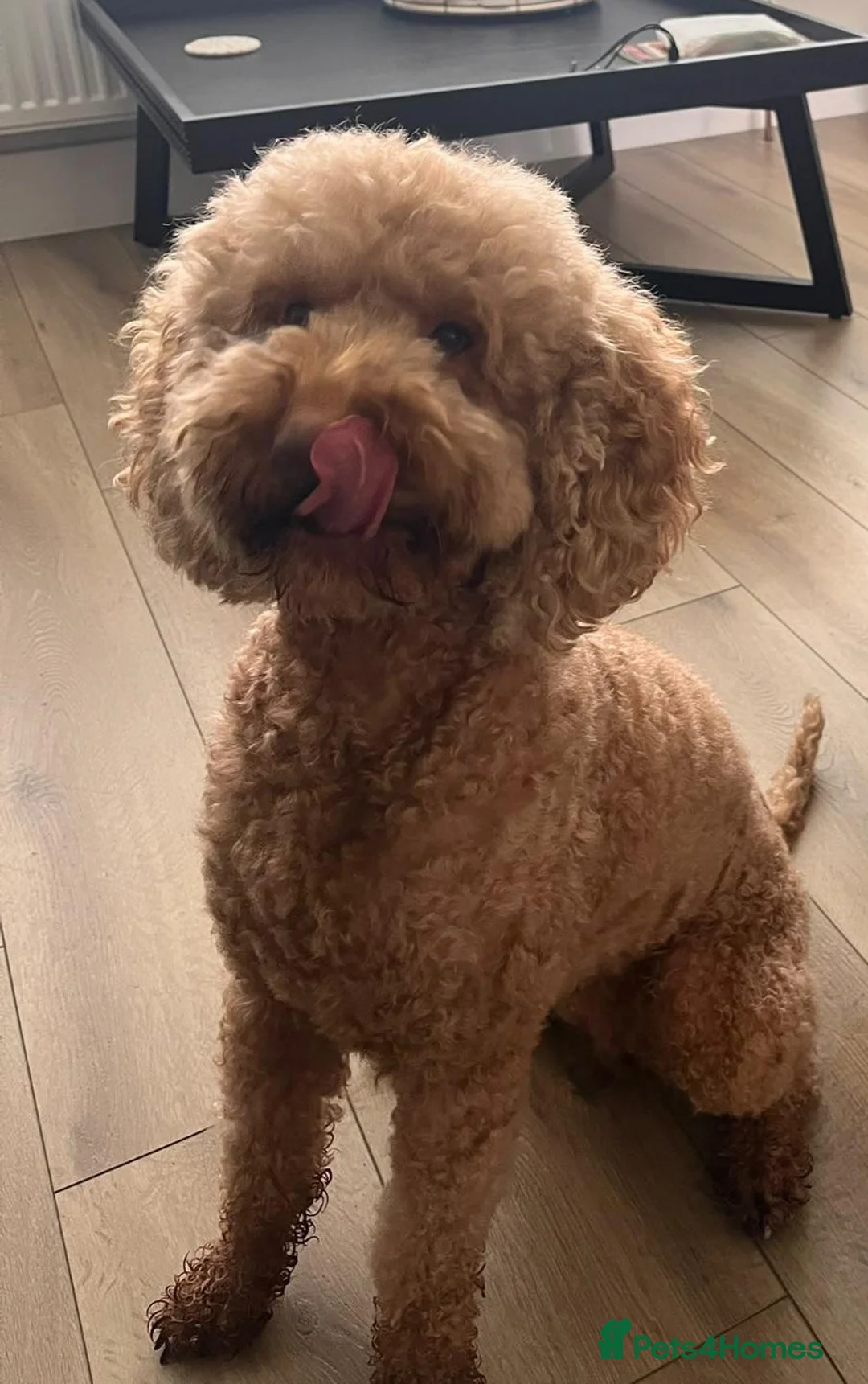 Mixed Breed dogs for sale: DOUBLE DOODLE GOLDEN AUSTRALIAN LABRADOODLE in Glasgow - Advert 2