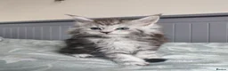 Maine Coon cats for sale: Pure Maine coons kittens ❤️❤️  - Advert 10