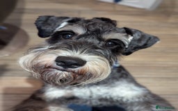 Miniature Schnauzer dogs for stud: Fully health tested, KC reg stud in Liverpool - Image 29
