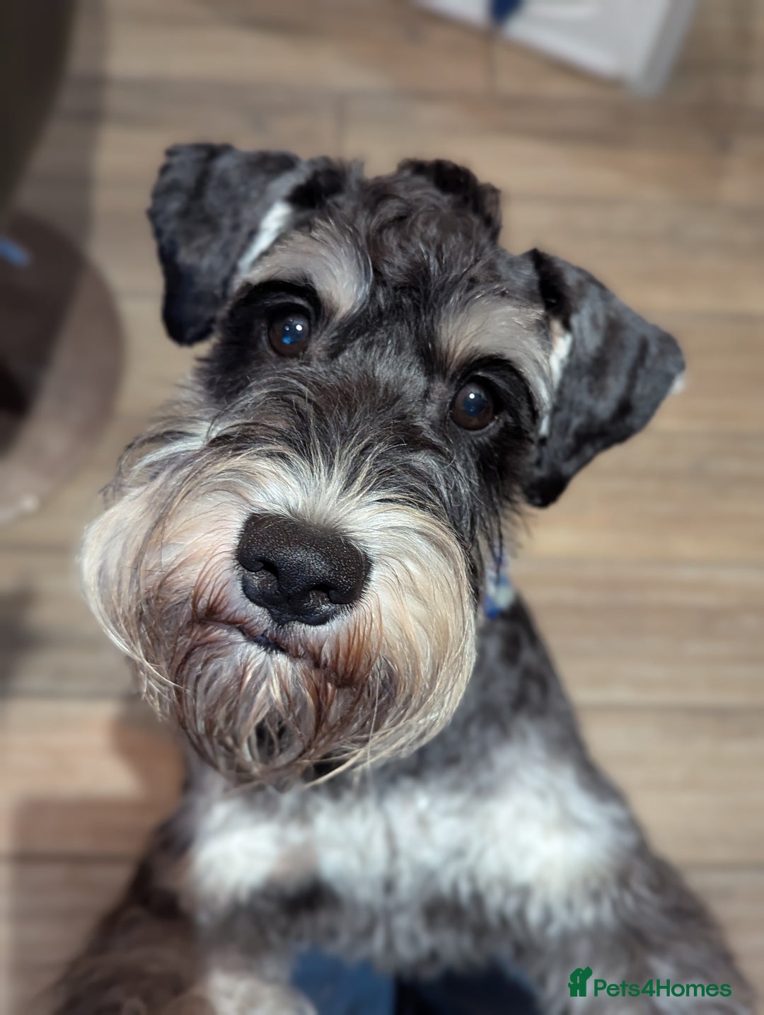 Miniature Schnauzer dogs for stud: Fully health tested, KC reg stud in Liverpool - Image 29