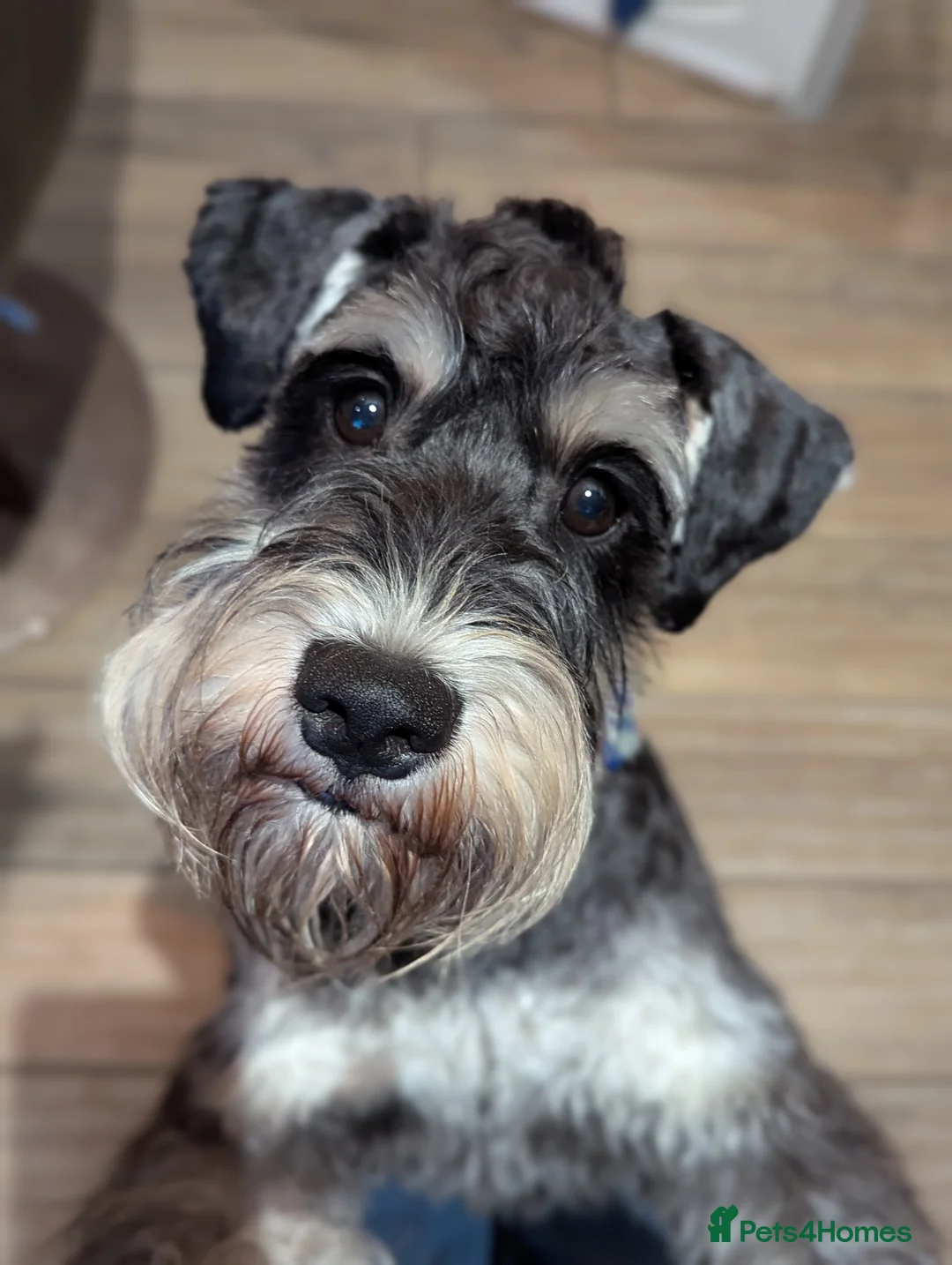 Miniature Schnauzer dogs for stud: Fully health tested, KC reg stud - Advert 29