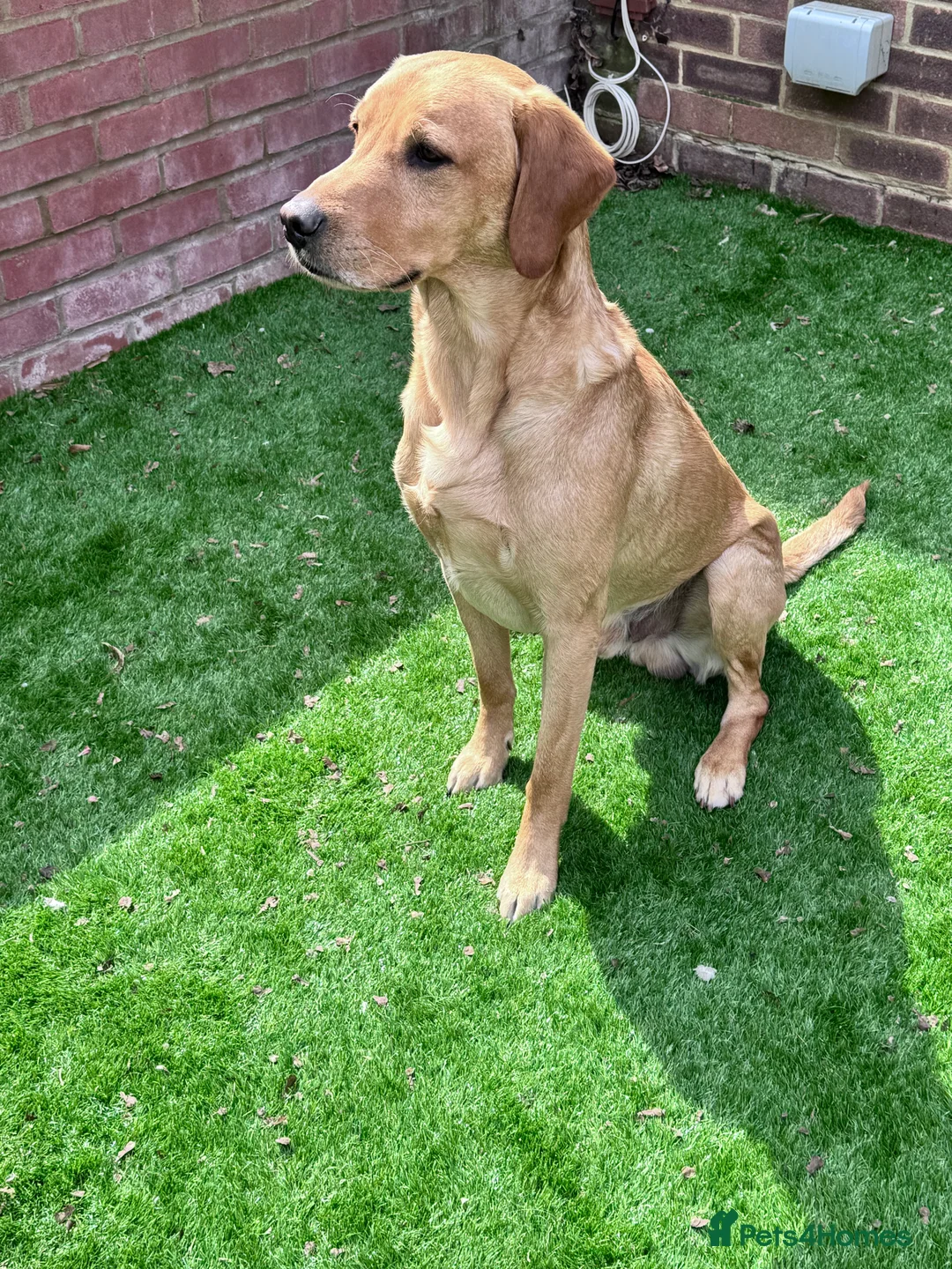 Labrador Retriever dogs for stud: PROVEN, KC REG,HEALTH TESTED LABRADOR FOR STUD in Havant - Advert 12