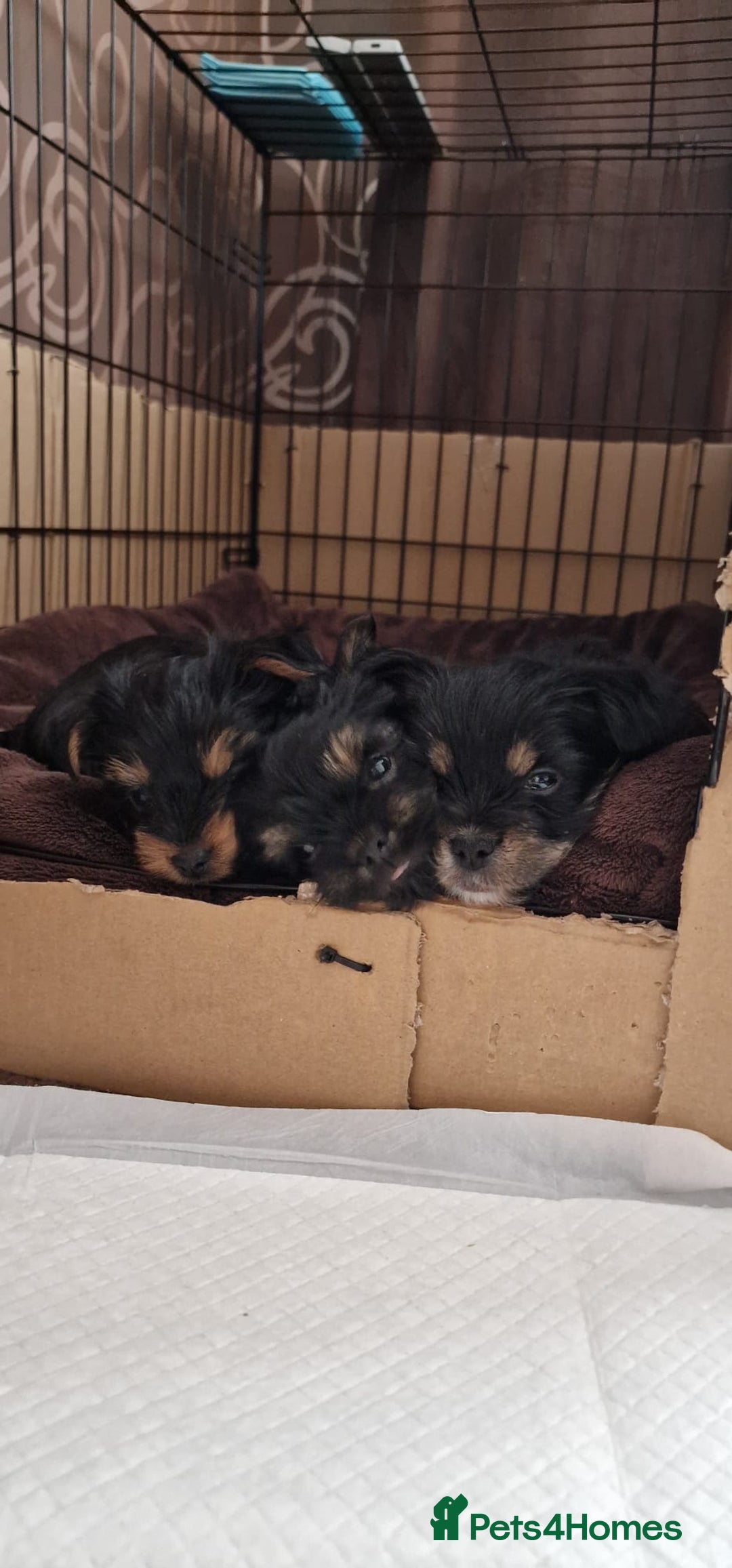 Yorkshire Terrier dogs for sale: Yorkshire terrier  - Advert 3