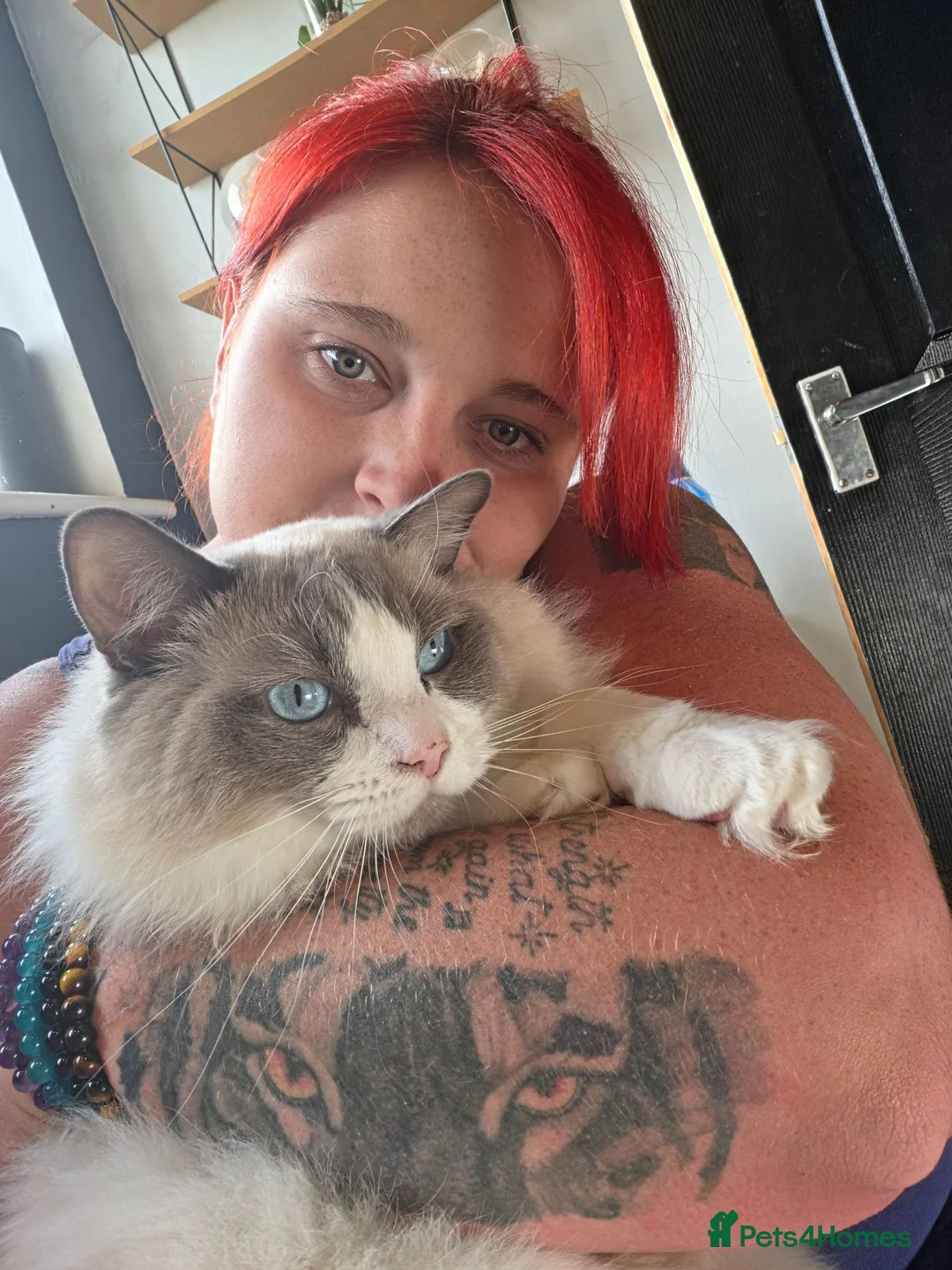 Ragdoll cats for sale: Pair of ragdolls - Advert 6