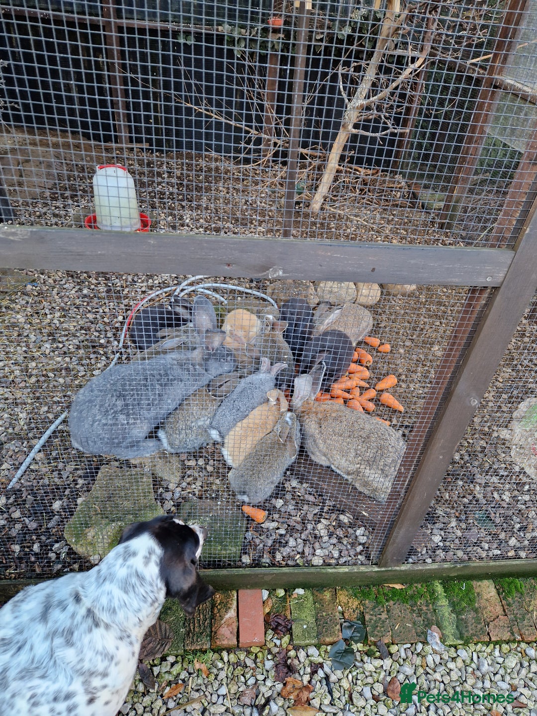 Continental Giant rabbits for sale: Continental Giants  - Advert 3